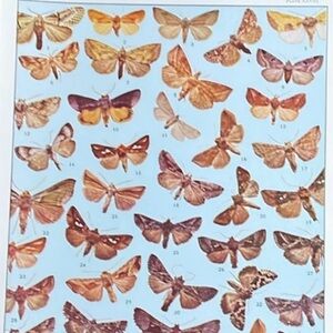 🖤5/$25 Vintage Moth Butterfly Print